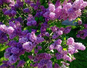 Pink flowers blooming on tree