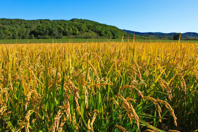 Scenic view of agricultural field against clear sky