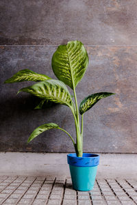 Close-up of potted plant on table against wall