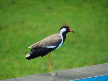 Close-up of bird perching on railing