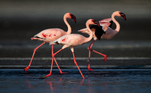 View of birds in water