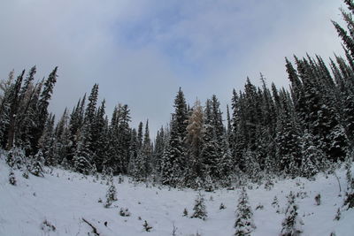 Trees on snow covered landscape against sky