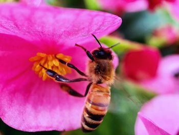 Close-up of bee pollinating on pink flower