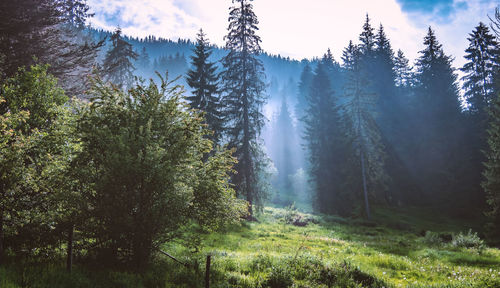 Pine trees in forest against sky