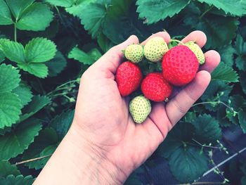 Cropped hand of person holding strawberries by plants