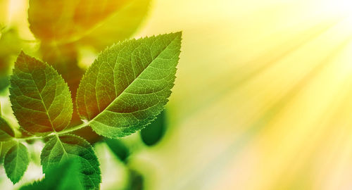 leaf