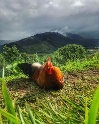 View of a duck on field