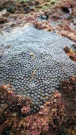 High angle view of crab on beach