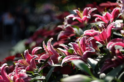 Close-up of pink flowering plants