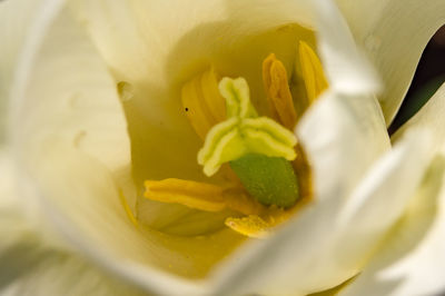 Close-up of yellow rose flower