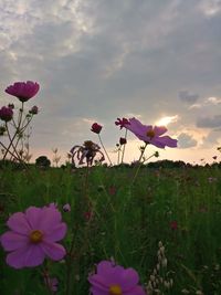 Close-up of pink flowering plants on field against sky