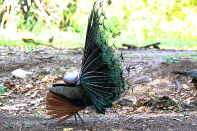 Close-up of a peacock