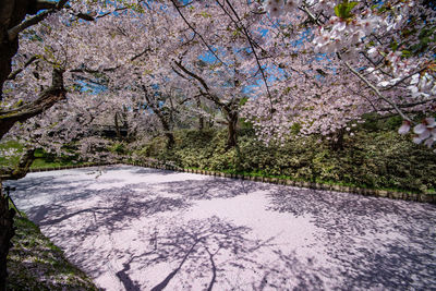 Cherry blossom trees by road