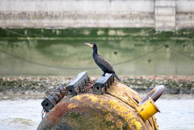 Bird perching on a boat