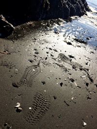 High angle view of starfish on beach