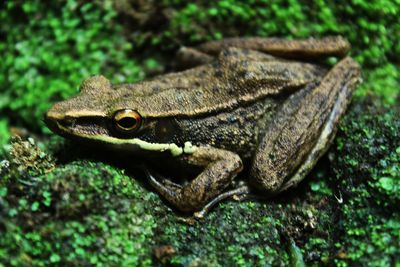 Close-up of lizard on land