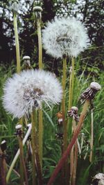 Close-up of white dandelion flower