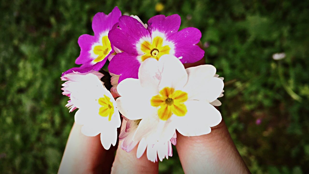 flower, person, petal, holding, freshness, fragility, flower head, lifestyles, part of, leisure activity, focus on foreground, unrecognizable person, personal perspective, pink color, close-up, cropped