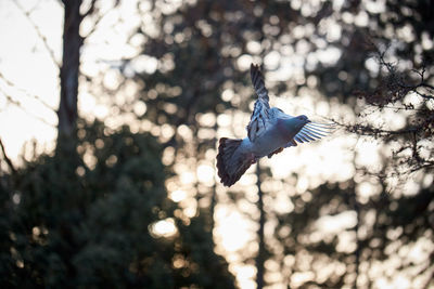 Low angle view of bird flying