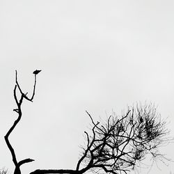 Low angle view of bird perching on bare tree against clear sky