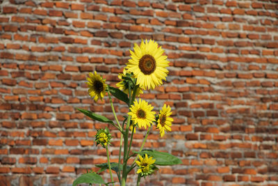 Yellow sunflowers on defocused old brick wall background