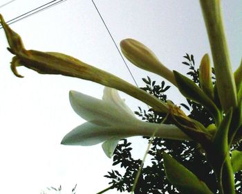 Close-up of flowers against sky