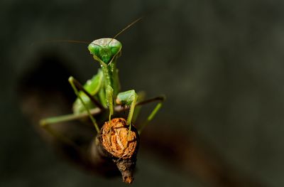 Close-up of insect on leaf