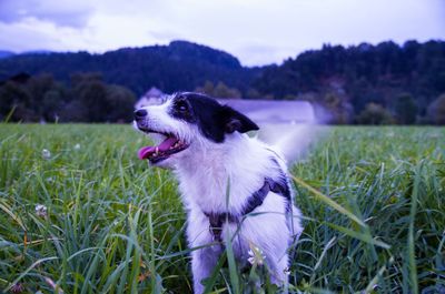 Close-up of dog on field against sky