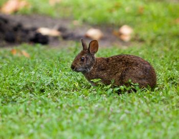 Close-up of a rabbit on field