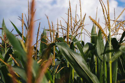 Close-up of wheat growing on field against sky