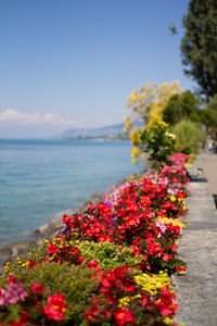 Close-up of flowering plants by sea against sky