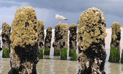 Birds perching on wooden post