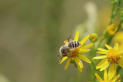 Close-up of bee pollinating on flower