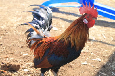 Close-up of rooster