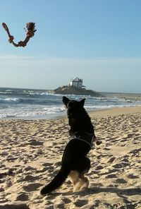 Dog on beach against clear sky