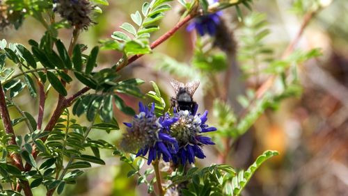 Close-up of bee on purple flower