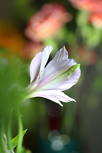 Close-up of purple flower