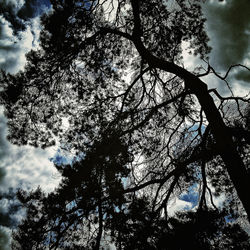 Low angle view of trees against sky