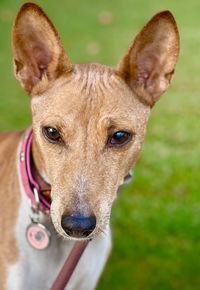 Basenji portrait 