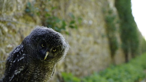 Close-up portrait of a bird