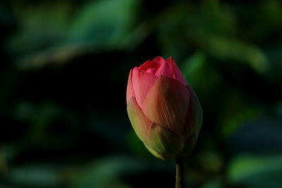 Close-up of flower blooming outdoors