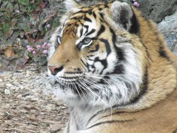 Tiger in zoo