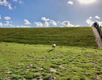 View of sheep on grassy dike against sky