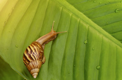 Close-up of snail on leaves