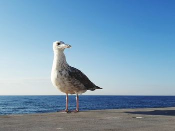 animal themes