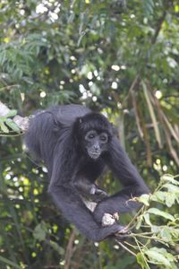 Low angle view of monkey on tree in forest