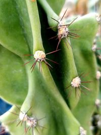 Close-up of butterfly on plant