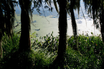 Trees growing on lakeshore