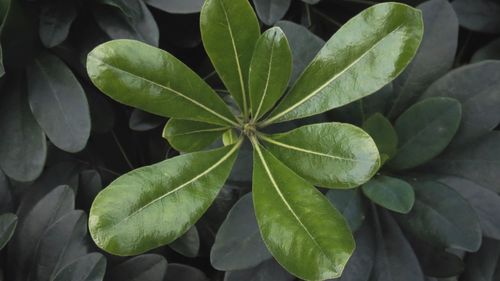 High angle view of plant leaves