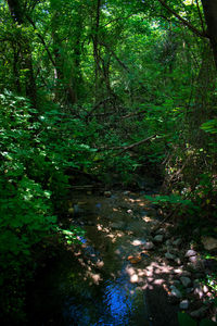 Trees in forest